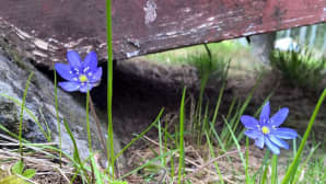 Sivivuokko