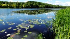 Järvimaisema.
