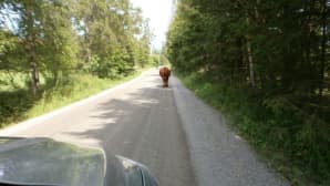 Lehmä tiellä.