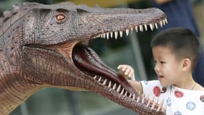 Poika koskettaa dinosauruksen mallin kieltä.