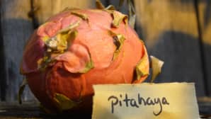 Pitahaya Kasvitieteellisessä puutarhassa Turun Ruissalossa.