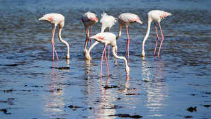 Kuusi flamingoa.