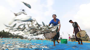 Kalansaalis levitetään kankaan päälle kuivumaan Ngapalin kalastajakylässä Myanmarissa.