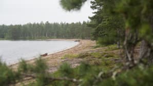 Ranta