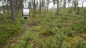 sähkötolppa metsässä