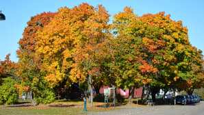 Ruskaa Lappeenrannassa.