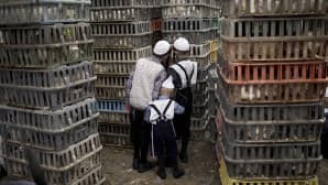 Lapset katselevat kanoja Jom kippur -päivänä 9. lokakuuta Jerusalemissa.
