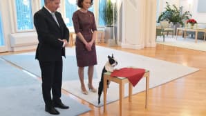 Presidentti Sauli Niinistö, rouva Jenni Haukio ja koira Lennu ottivat vastaan joulutervehdyksiä Mäntyniemessä 15. joulukuuta.