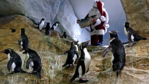 Joulupukiksi pukeutunut mies tuo pingviineille kala-ateian.