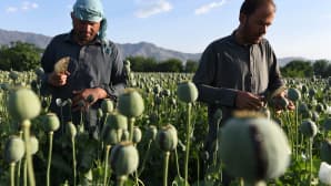 Maanviljelijät käsittelivät oopiumin siemenkotia Jalalabadissa, Afganistanissa 21. huhtikuuta. Afganistan on maailman suurin oopiumin tuottaja.