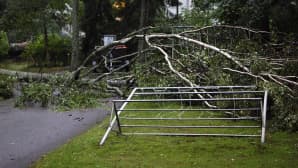 Kiira-rajuilman kaatama puu Lauttasaaressa Helsingissä.