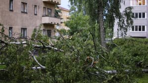 Kiira-rajuilma runteli kerrostalon pihaa Lauttasaaressa Helsingissä.
