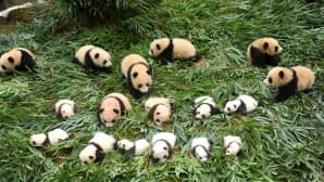 Pandanpoikasia esiteltiin Sichuanin pandojen suojelu- ja tutkimuskeskuksessa Kiinassa 13. lokakuuta.