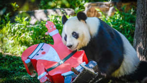 Wang Wang panda sai jouluherkkuja Adeleinen eläintarhassa Australiassa 22. joulukuuta.