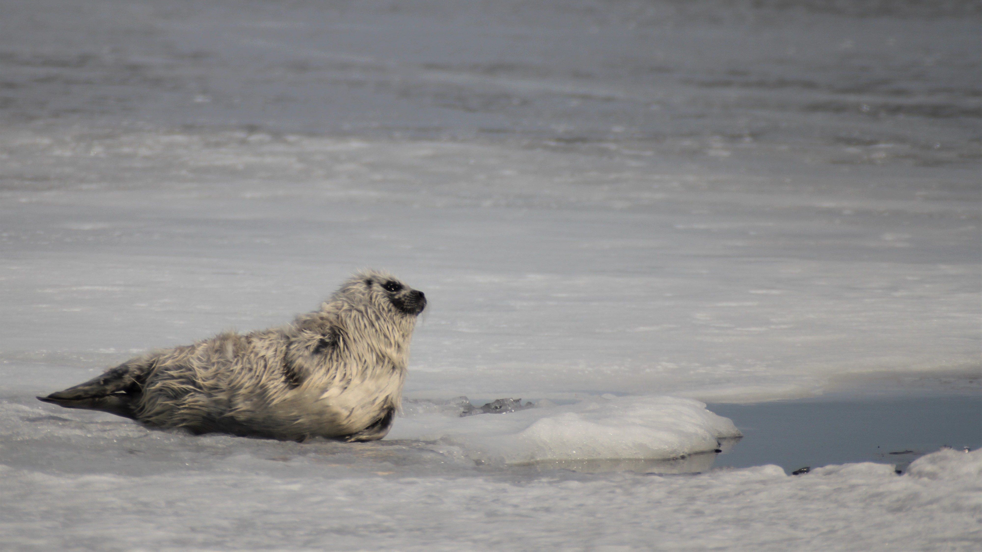 NGOs are working to tighten fishing rules to protect endangered Saimaa seals
