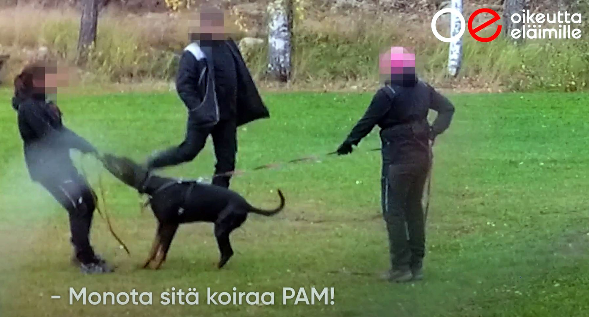 Police begin investigating guard dog association training methods