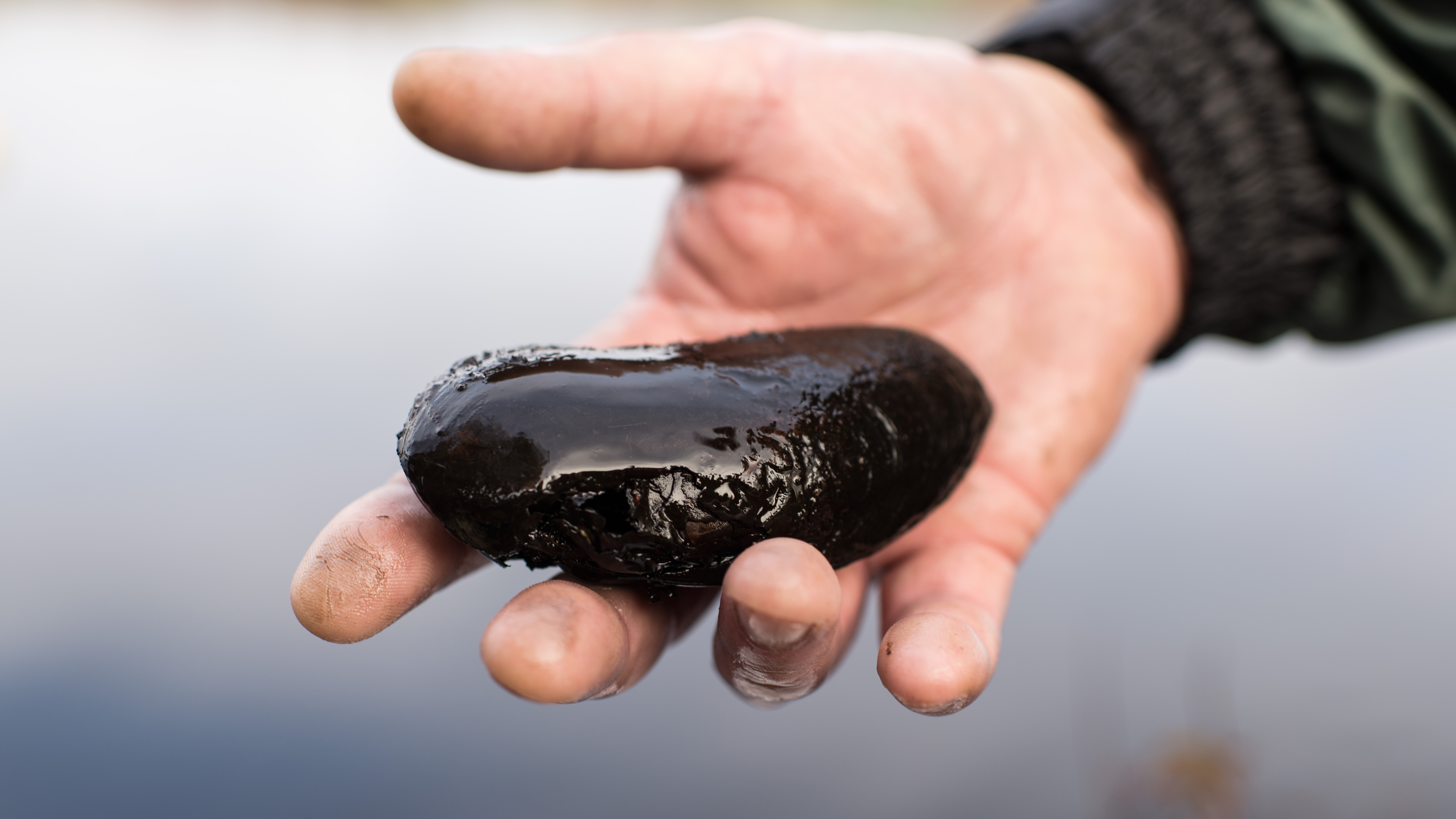 Tuesday’s Issues: Parental Concerns, Waving Voters and Endangered Mollusks