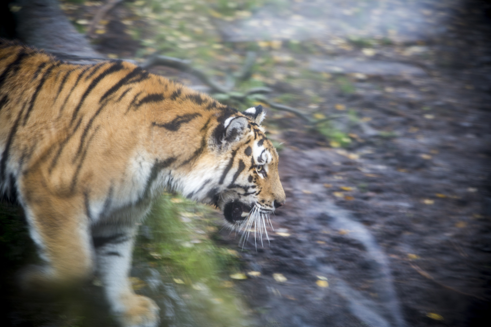 Three Amur tiger cubs were born in Helsinki Zoo