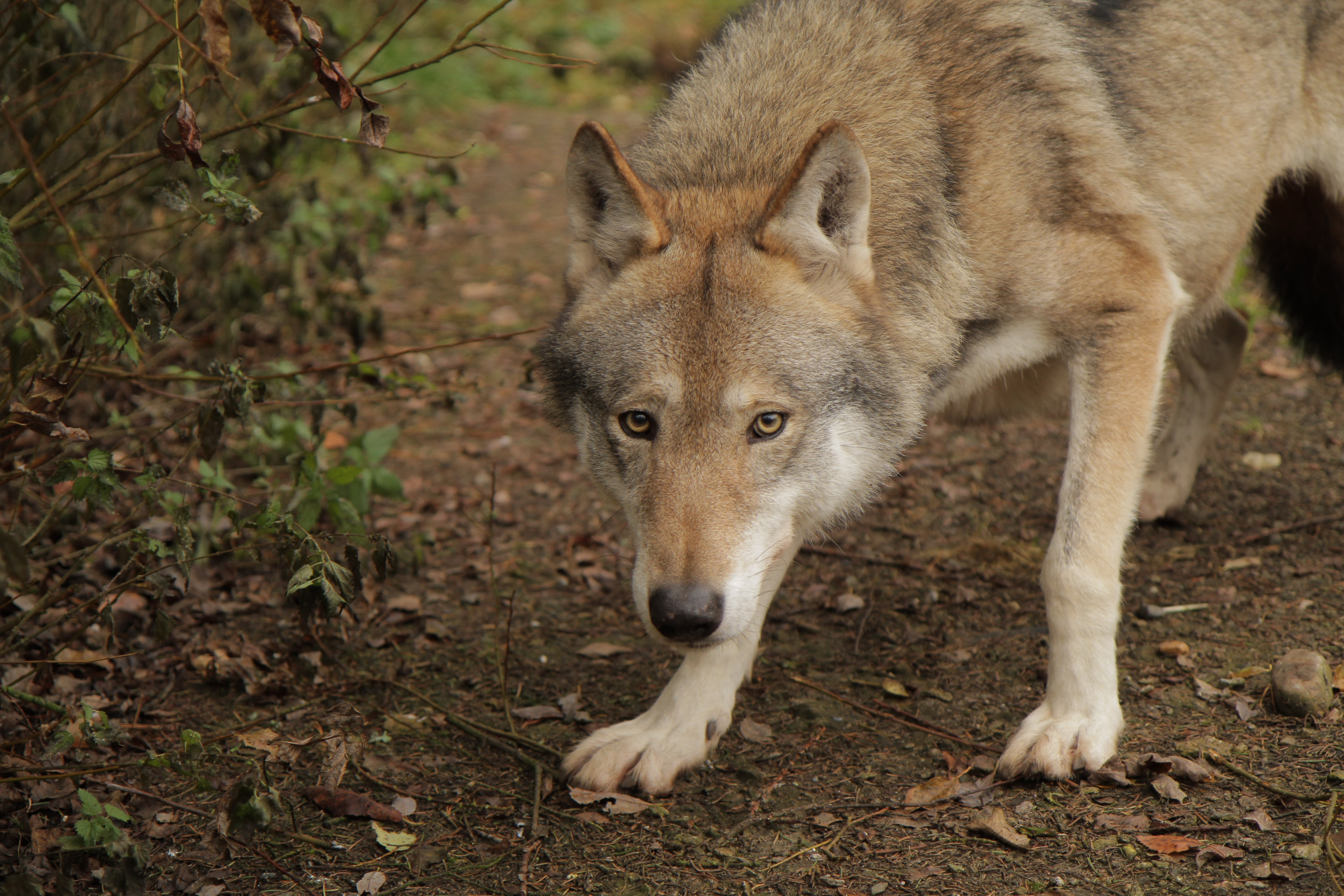 Police are investigating a suspected wolf attack in western Finland