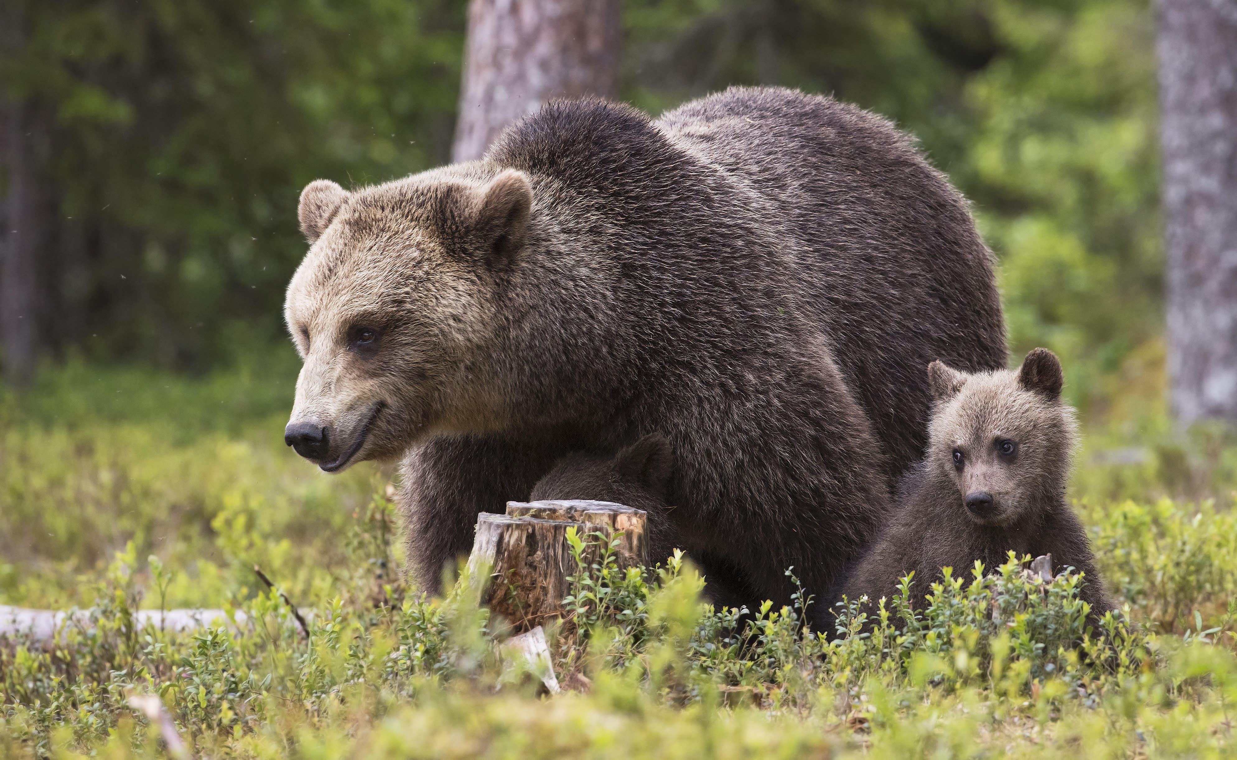 The authorities remove the mother bear from the village in Eastern Finland after the death of the cub