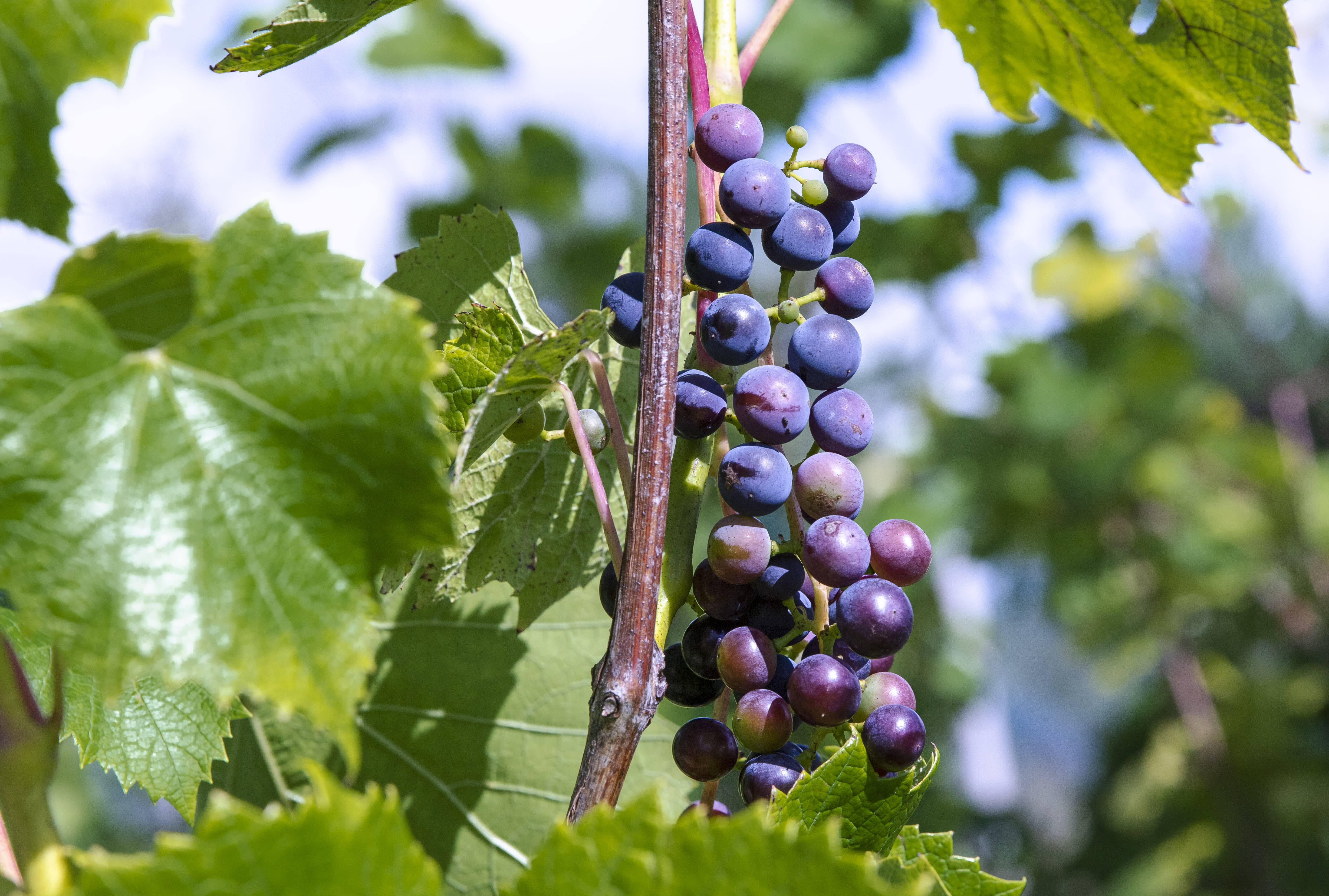 Finland could seek EU recognition as a wine-producing country by 2028