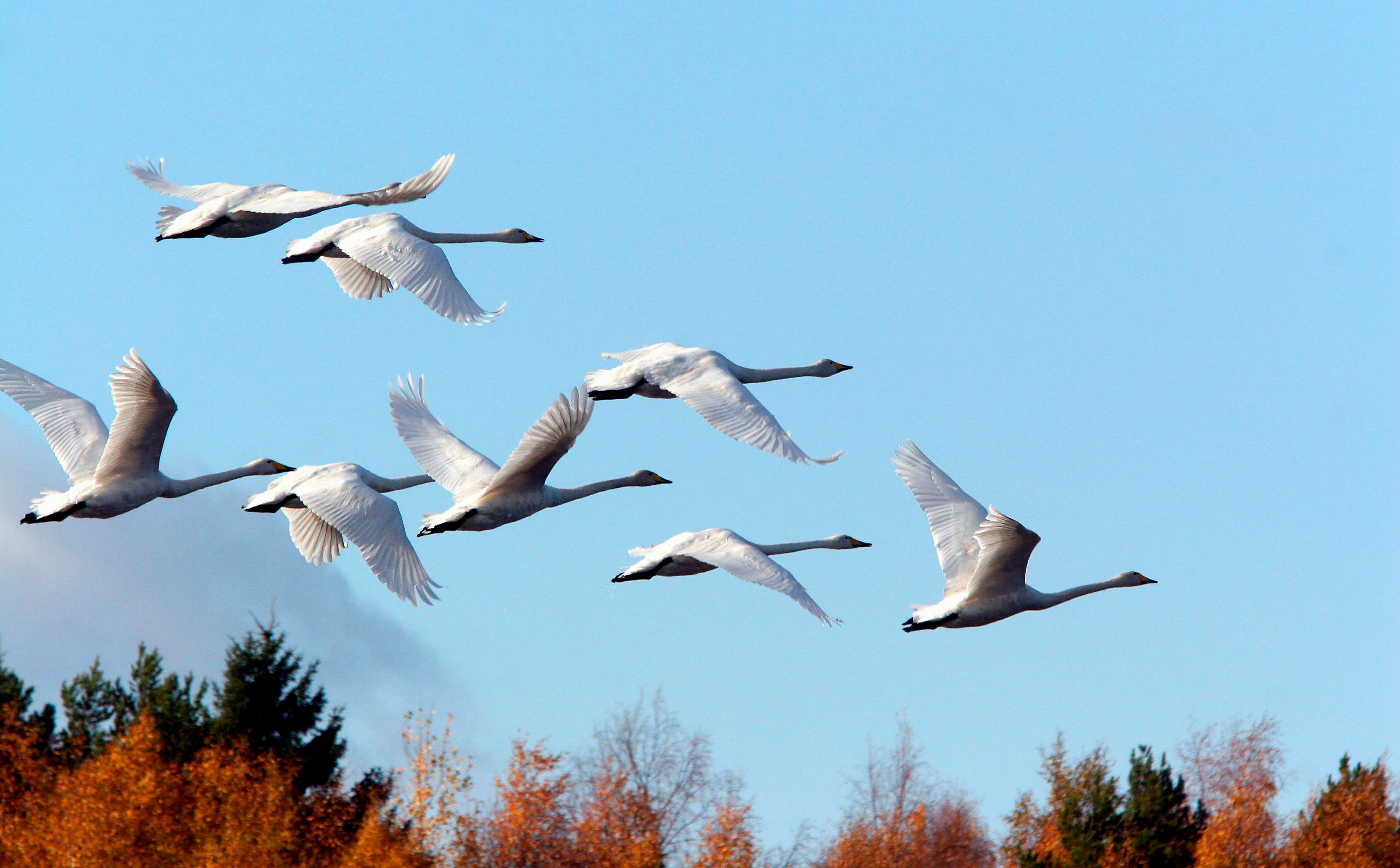 Finlandia desmantela la zona de infección de gripe aviar cuando la epidemia amaina