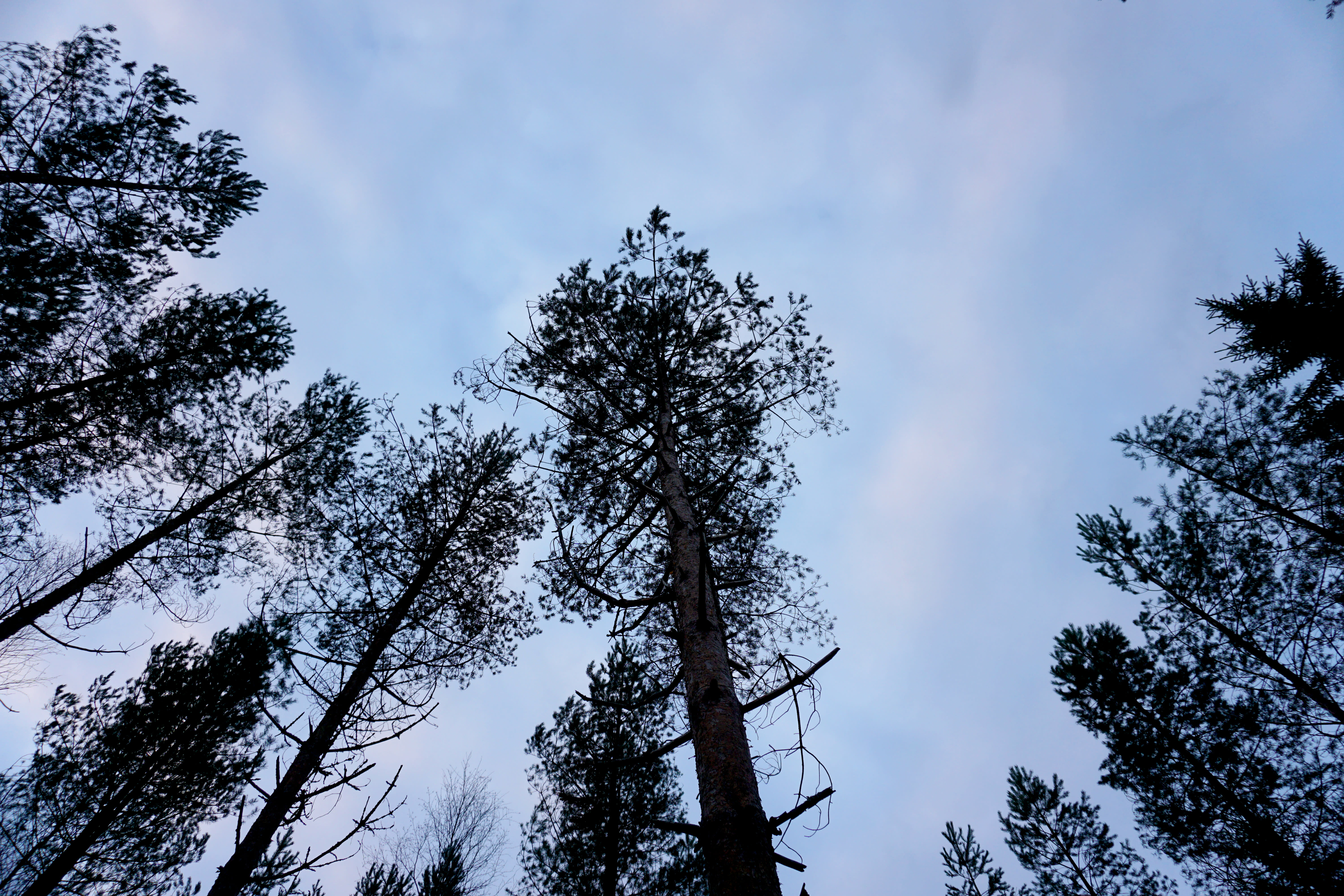 Confirmed information: Finnish land use now produces more carbon than it binds