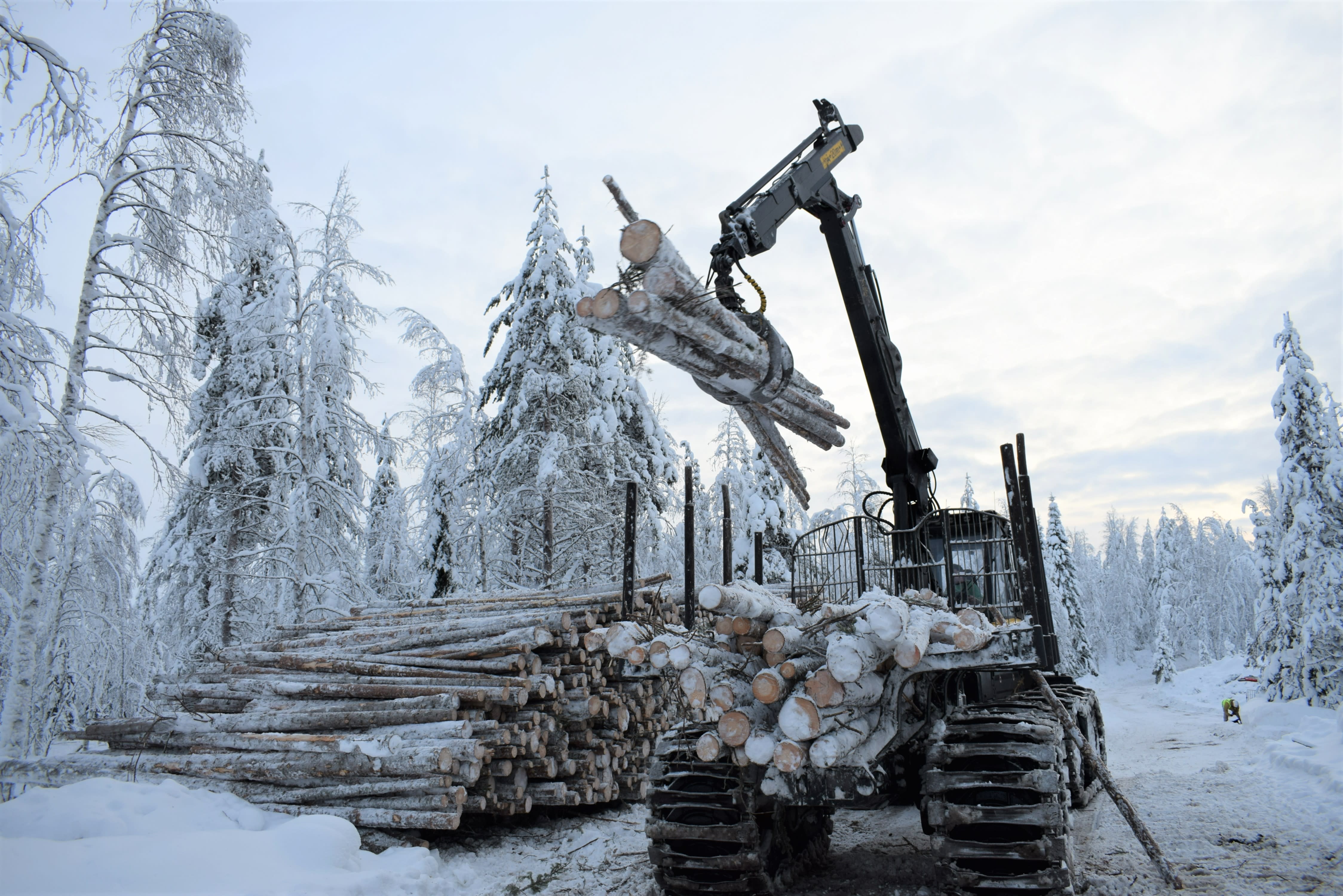 Waldschützer kehren in das Abholzungsgebiet in Lappland zurück