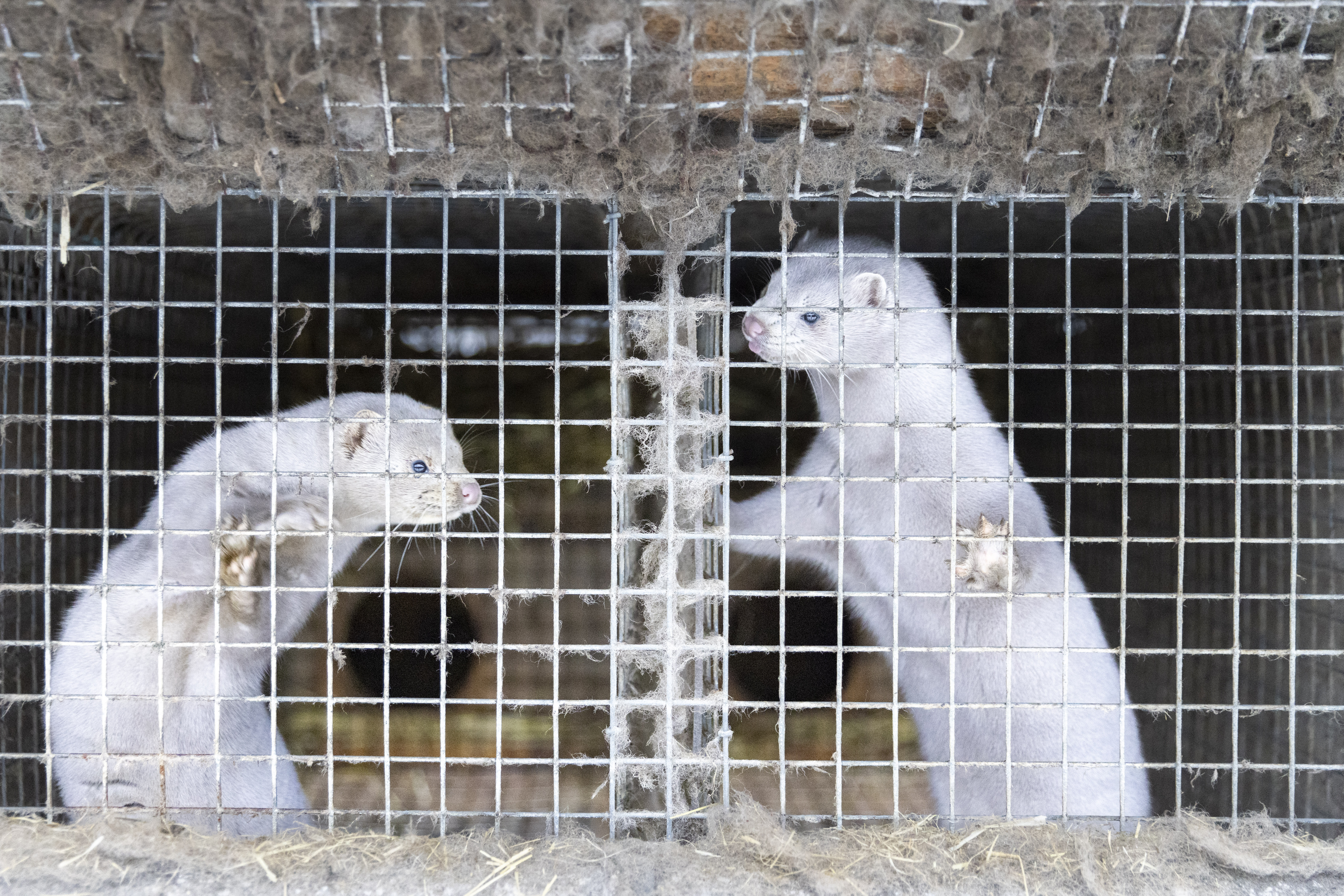 The Swedish People’s Party voted against the ban on fur farms