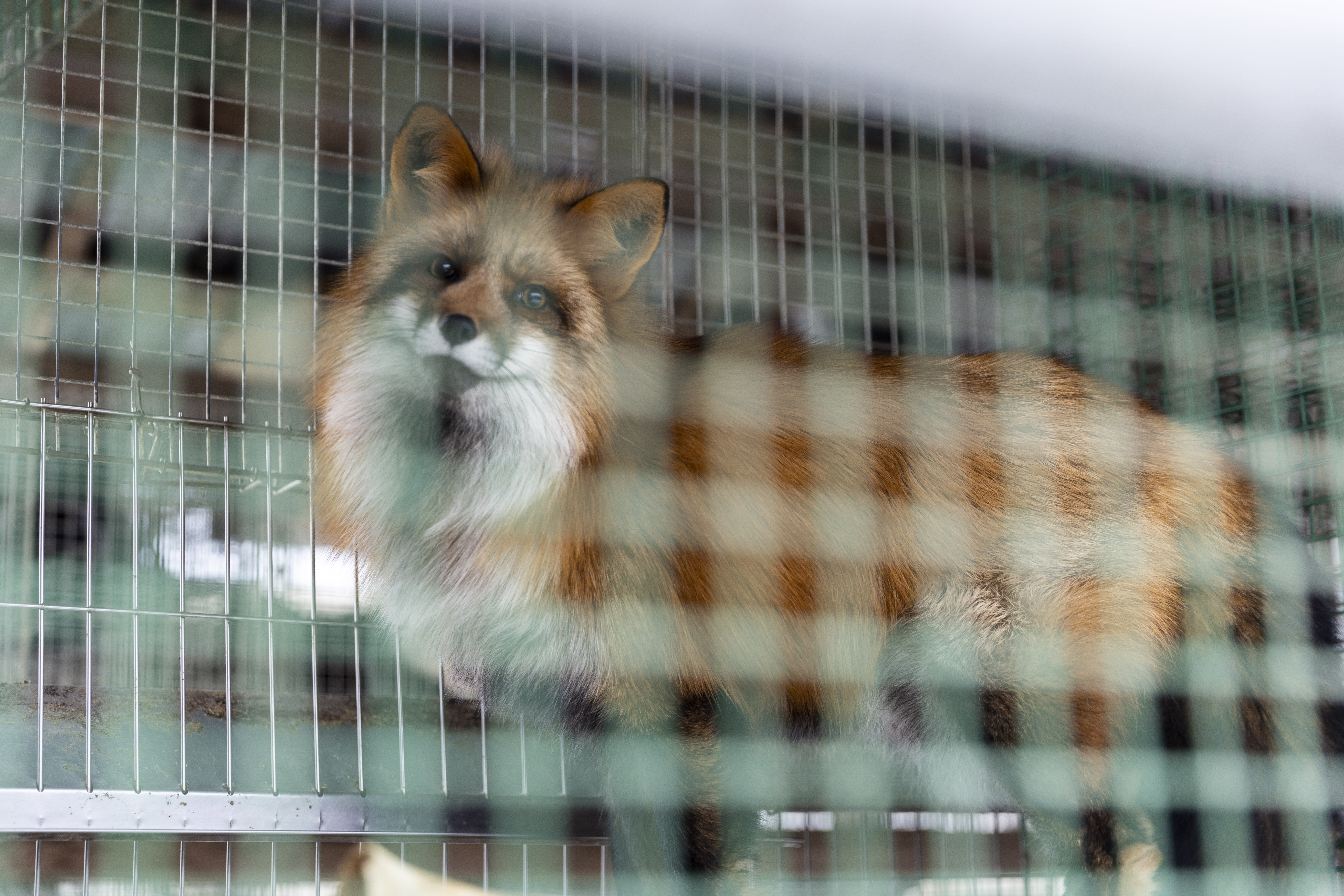 All animals are slaughtered in fur farms infected with bird flu