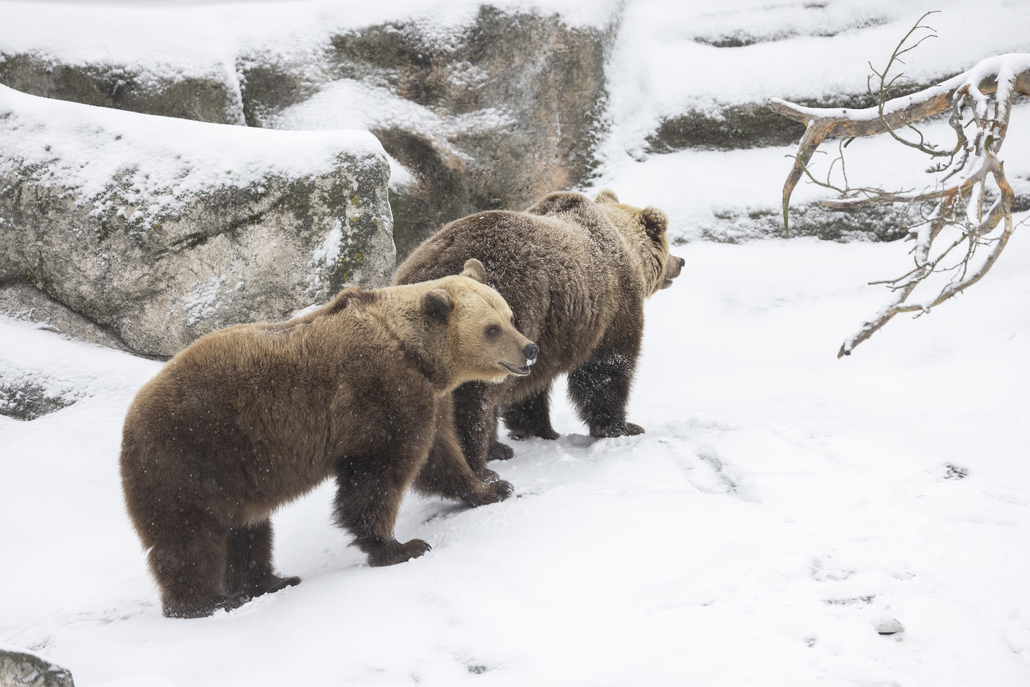 Bären im Zoo von Helsinki spielen nach dem Winterschlaf im Schnee
