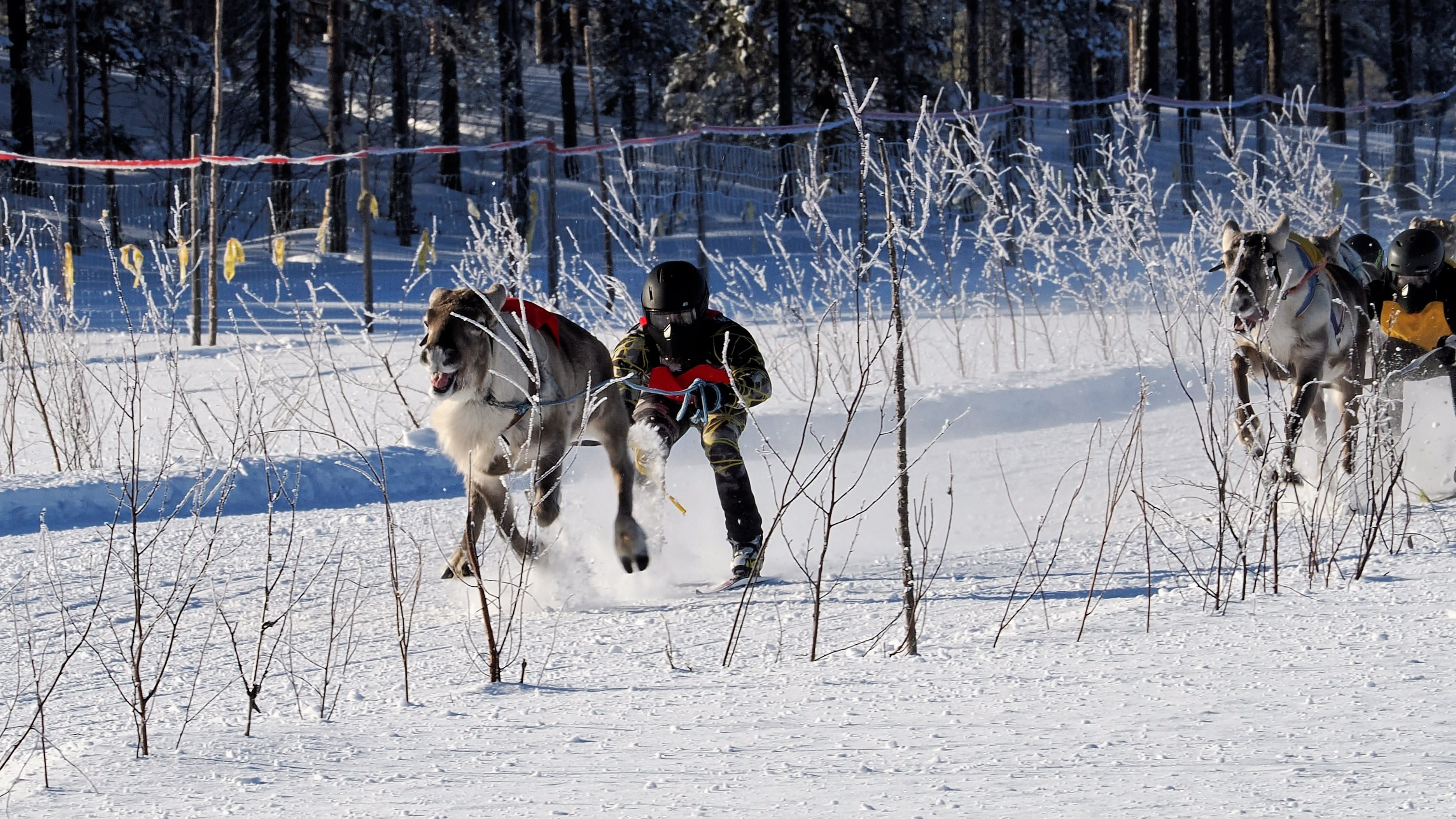 See: Reindeer racing season heats up in northern Finland