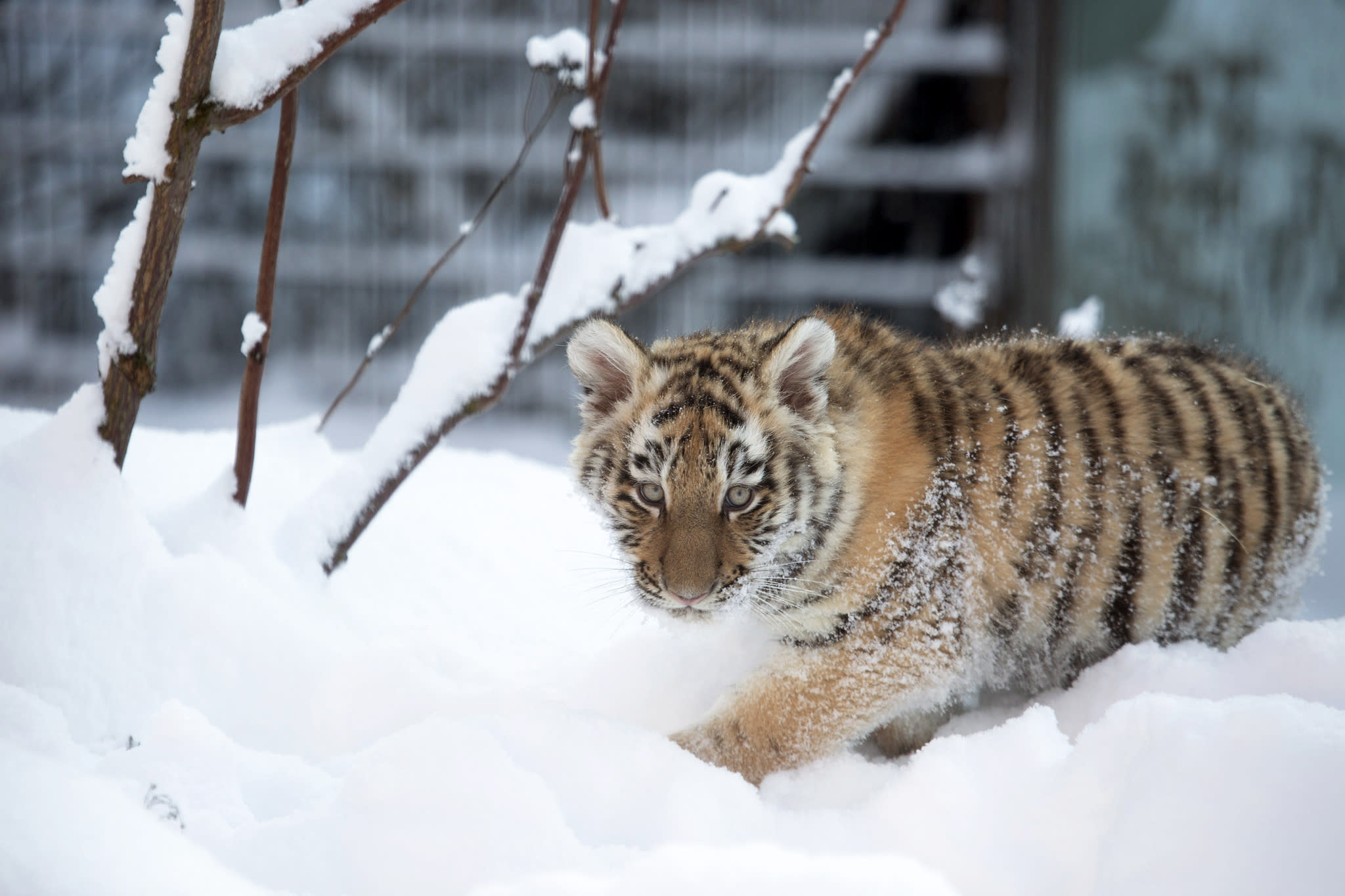 Anak harimau Amur Zoo Helsinki mati