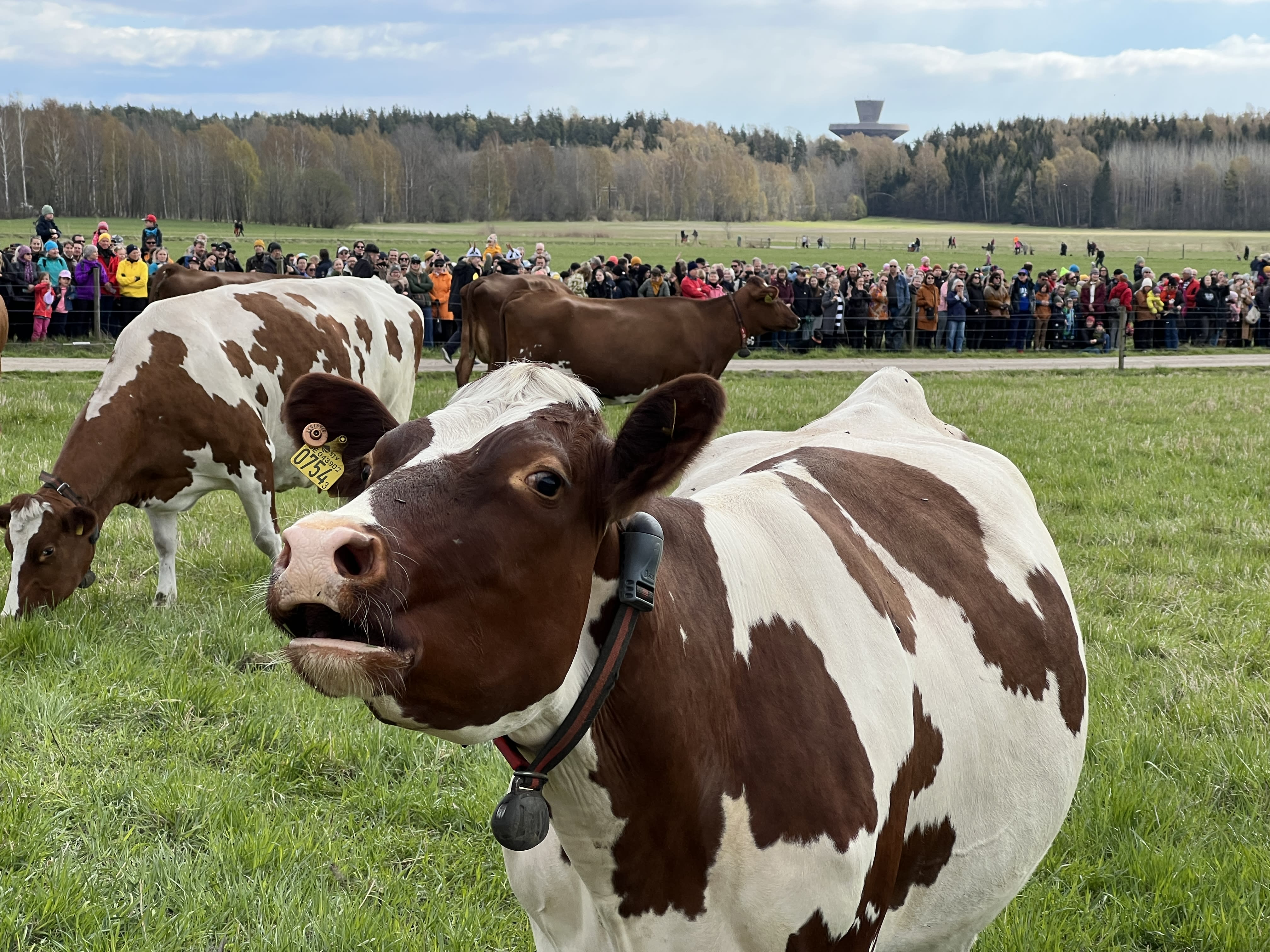 Las vacas felices saltan al pasto