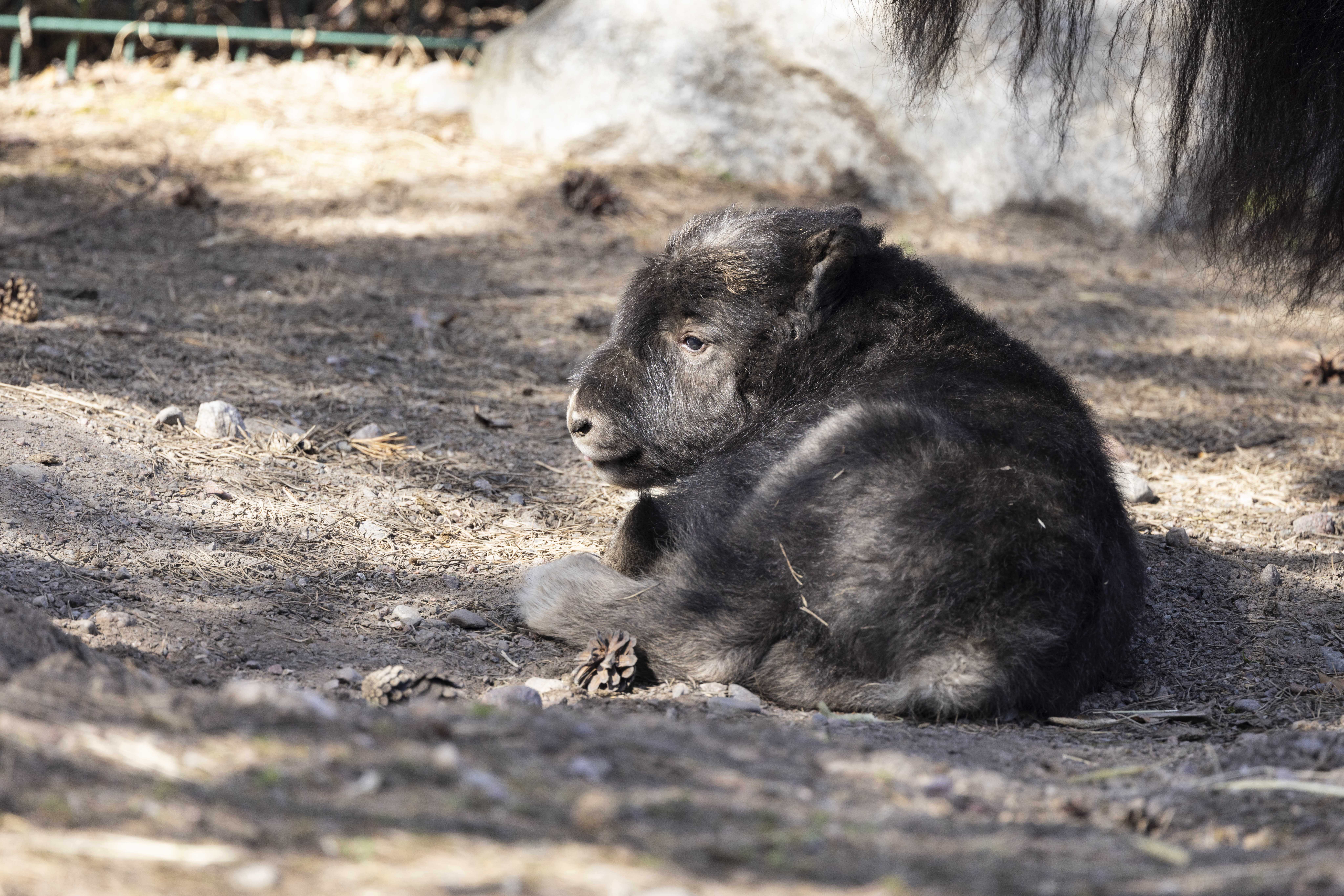 Die plötzliche Geburt eines Moschusochsenkalbes überrascht den Korkeasaari-Zoo in Helsinki