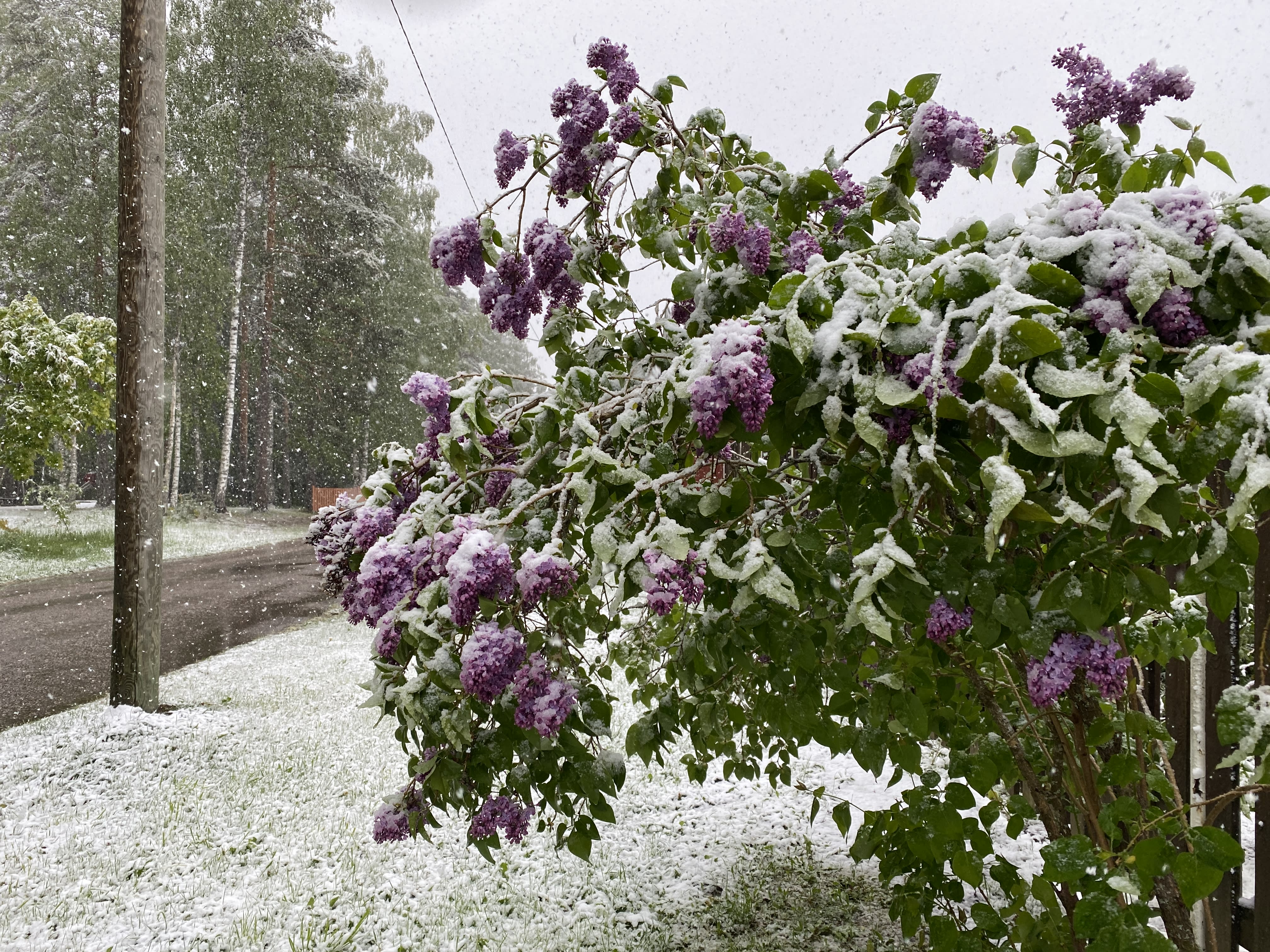 Der „erste Schnee“ des finnischen Sommers ist in Lappeenranta zu sehen.