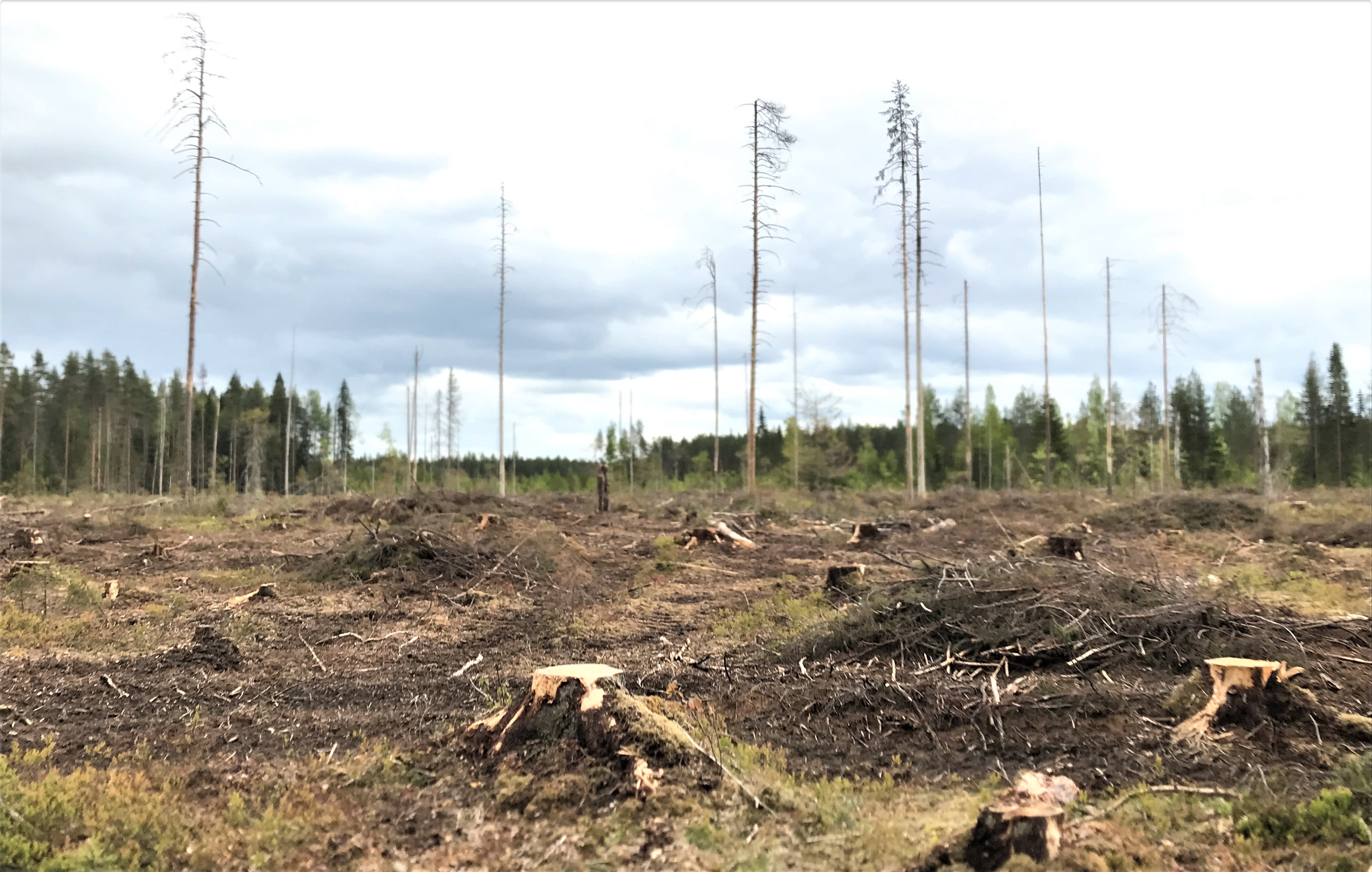 森林センターは衛星監視が違法伐採対策に役立ったと言っている