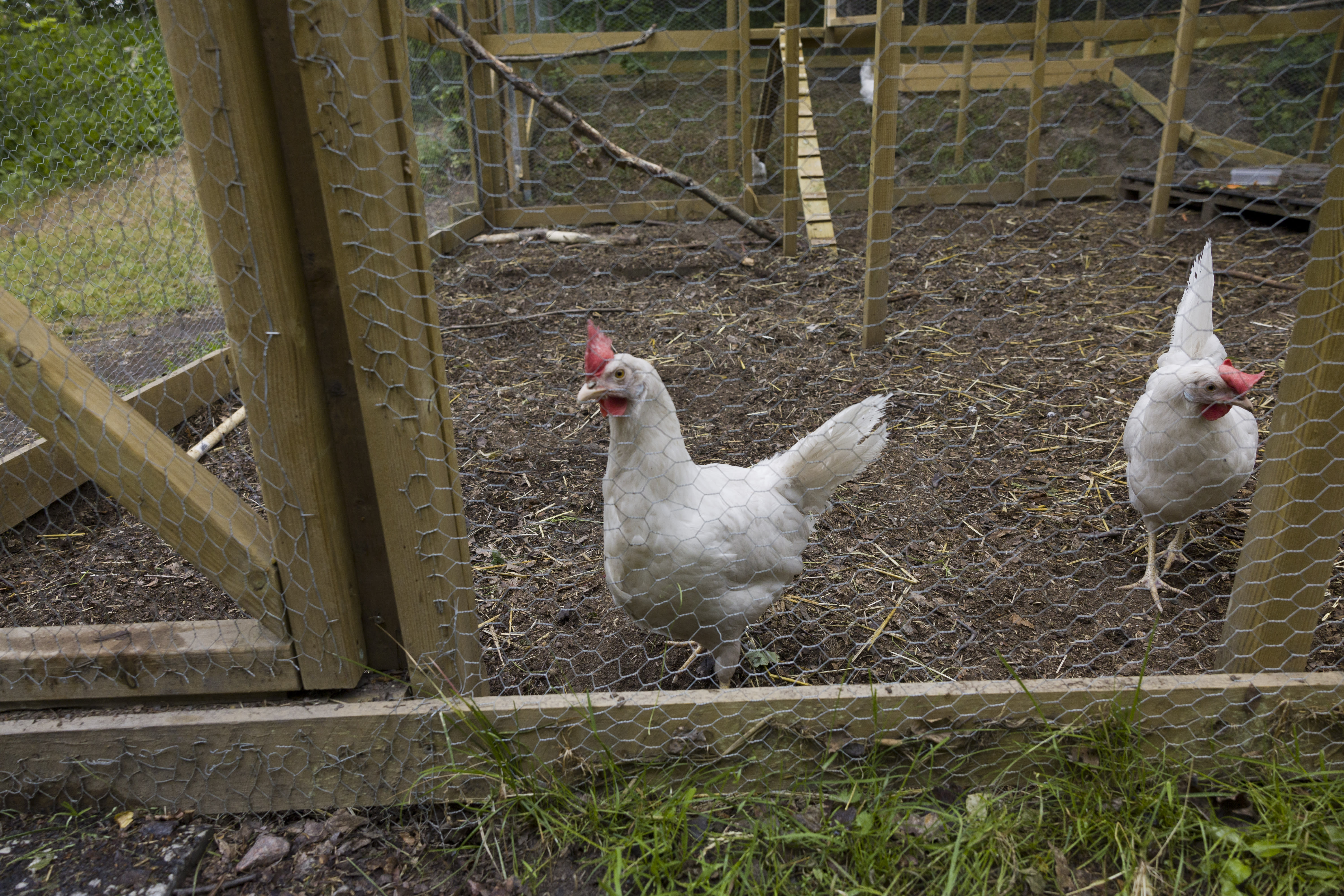 Food Agency on bird flu: Birds kept as pets should be kept indoors