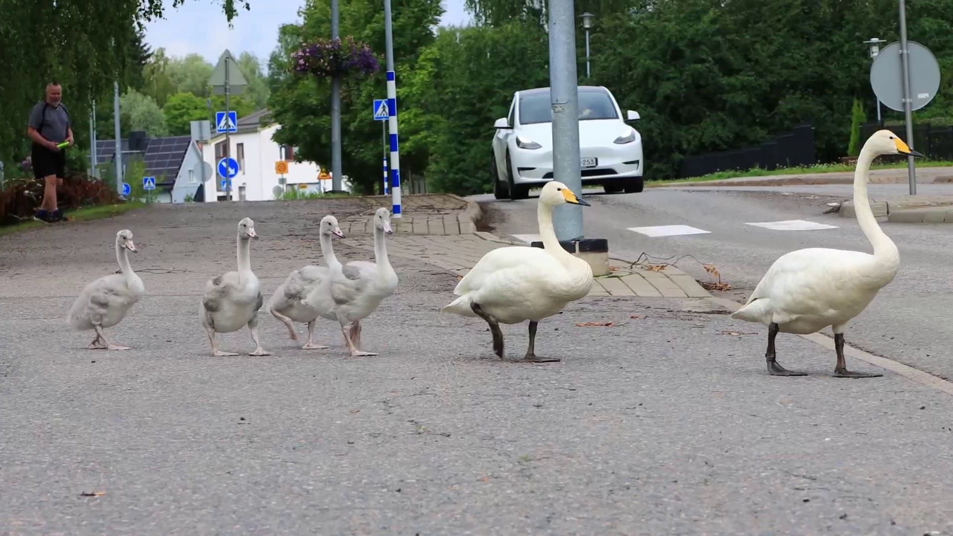 Watch: Swan family become social media hit for obeying traffic rules