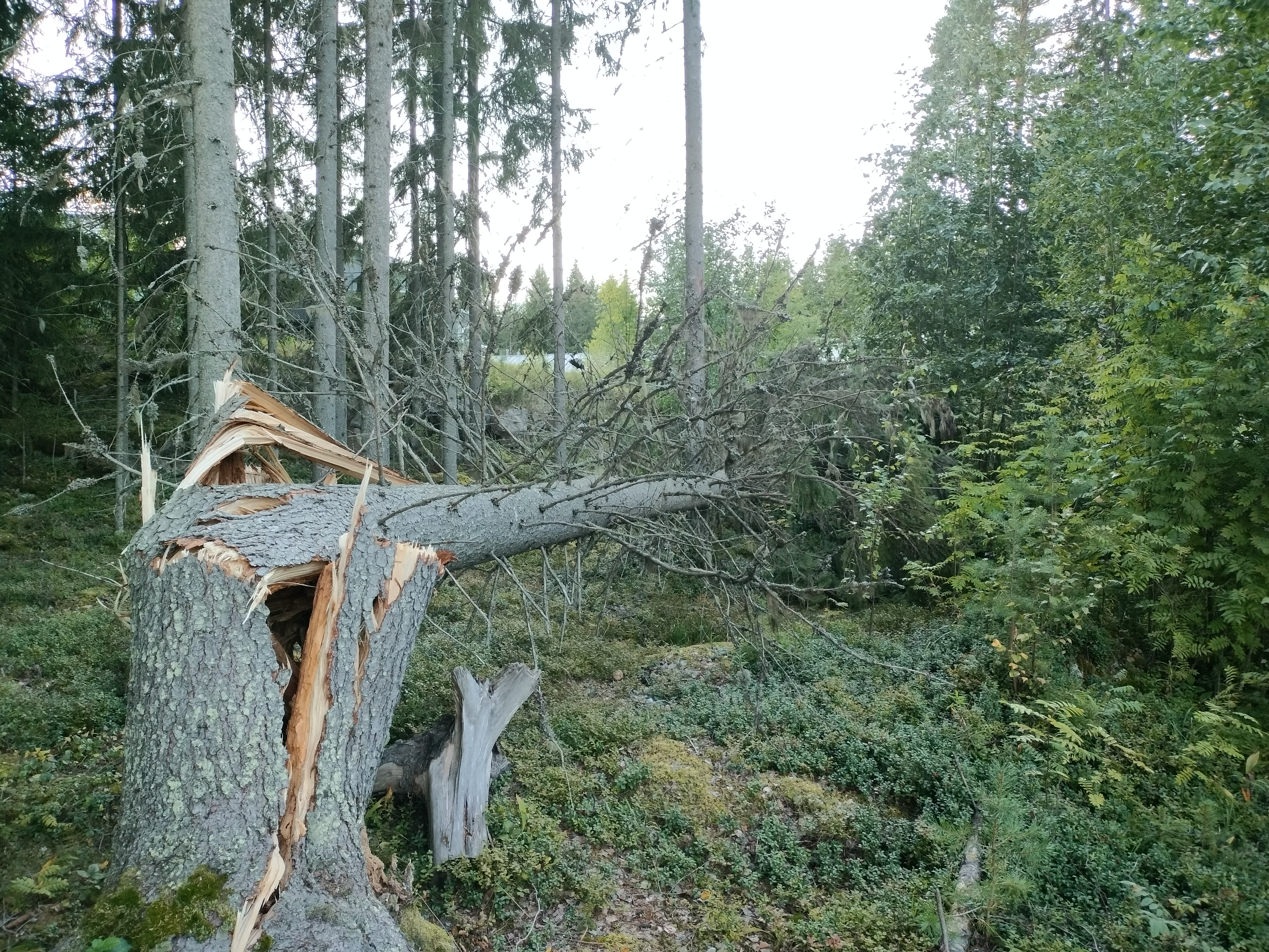 The storm is expected to bring dangerously strong winds to Finland