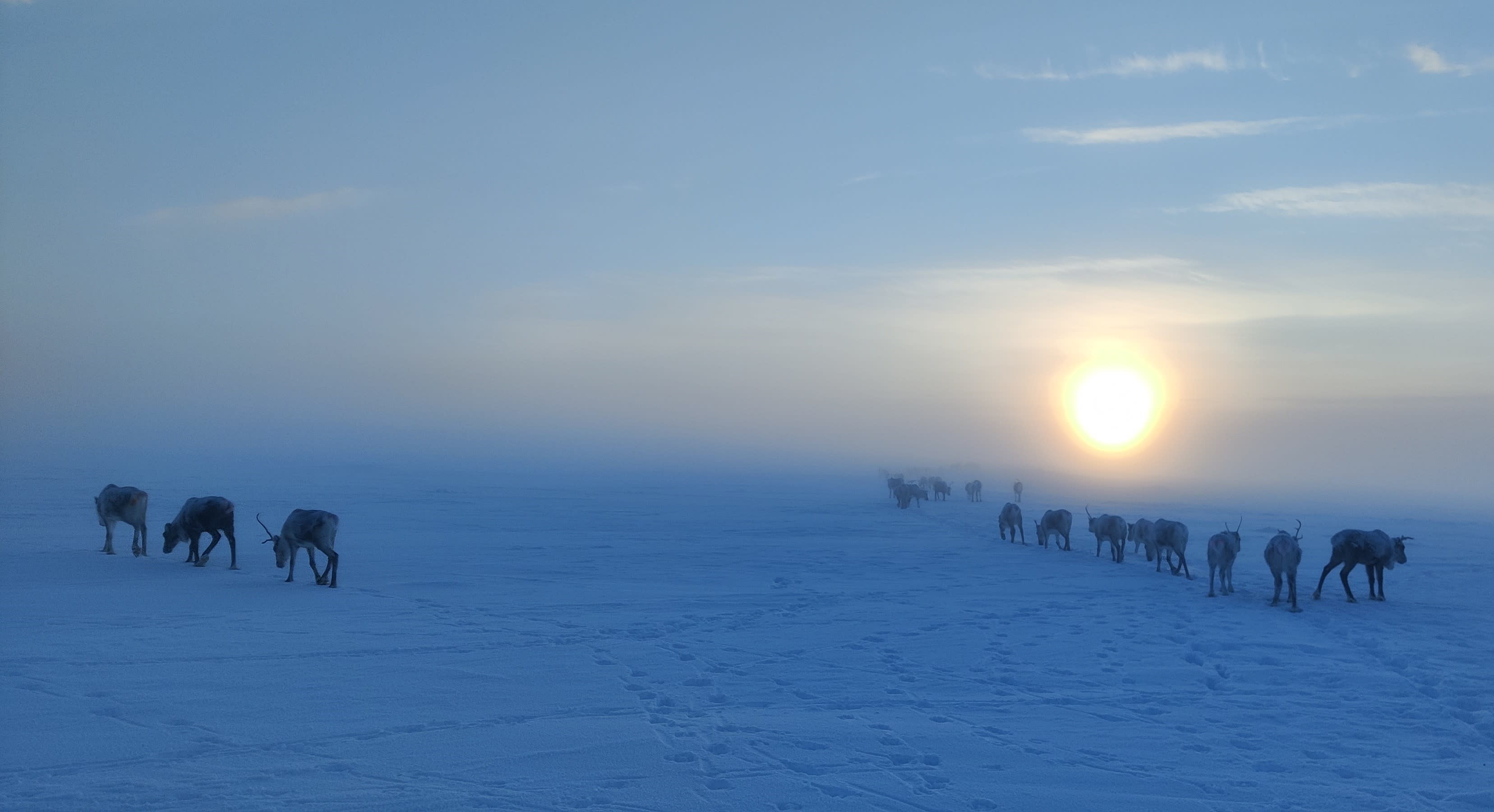 Syke: Lebensgrundlagen und Natur in Gefahr, wenn sich Lappland schnell und unwiderruflich erwärmt