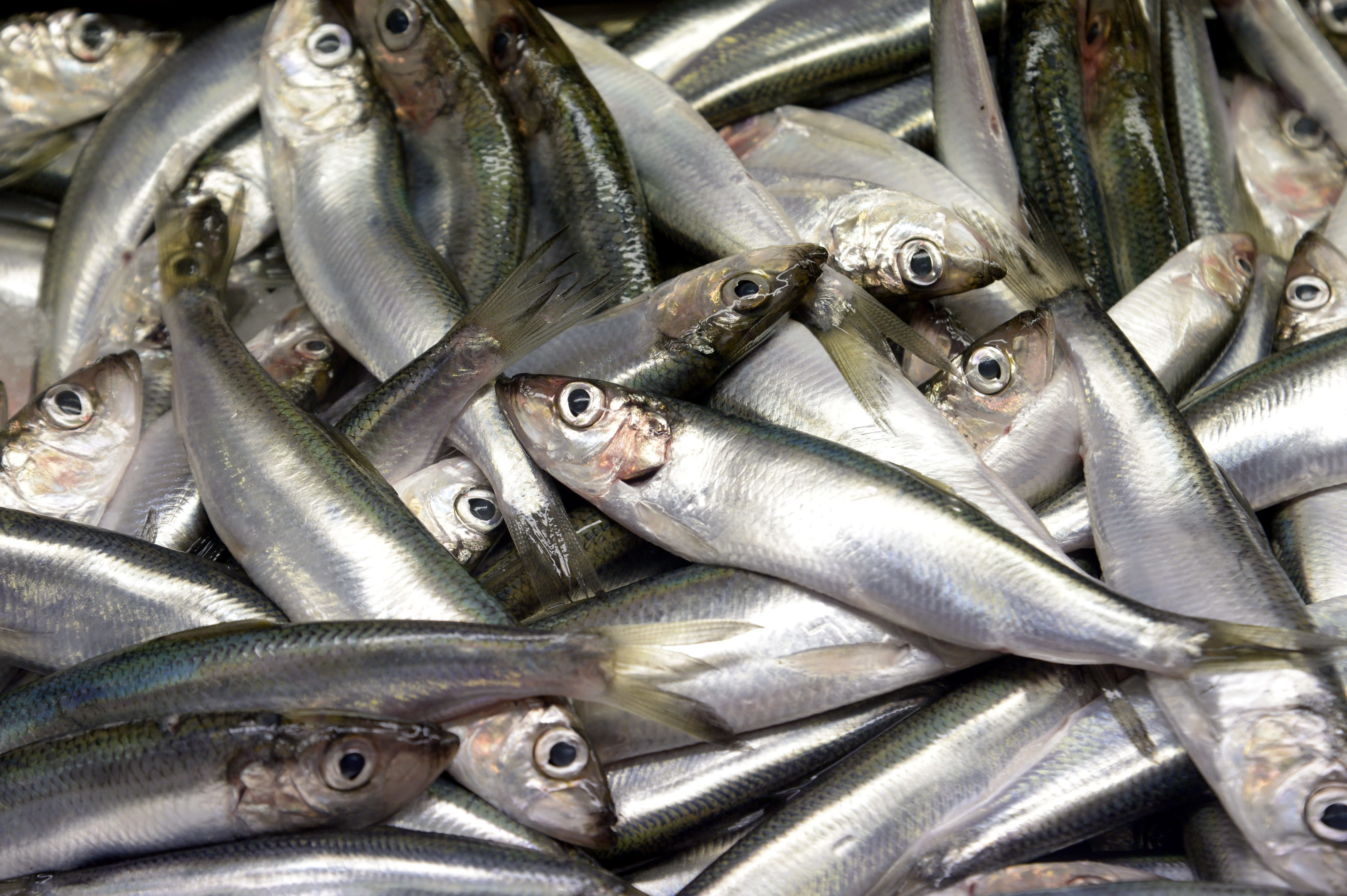 WWF calls for restrictions on most herring