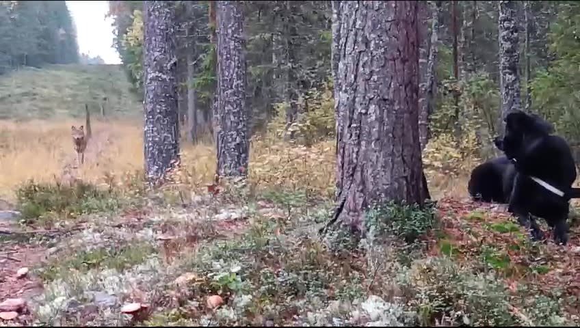 Video: Wolf sightings are increasing on Finland’s eastern border