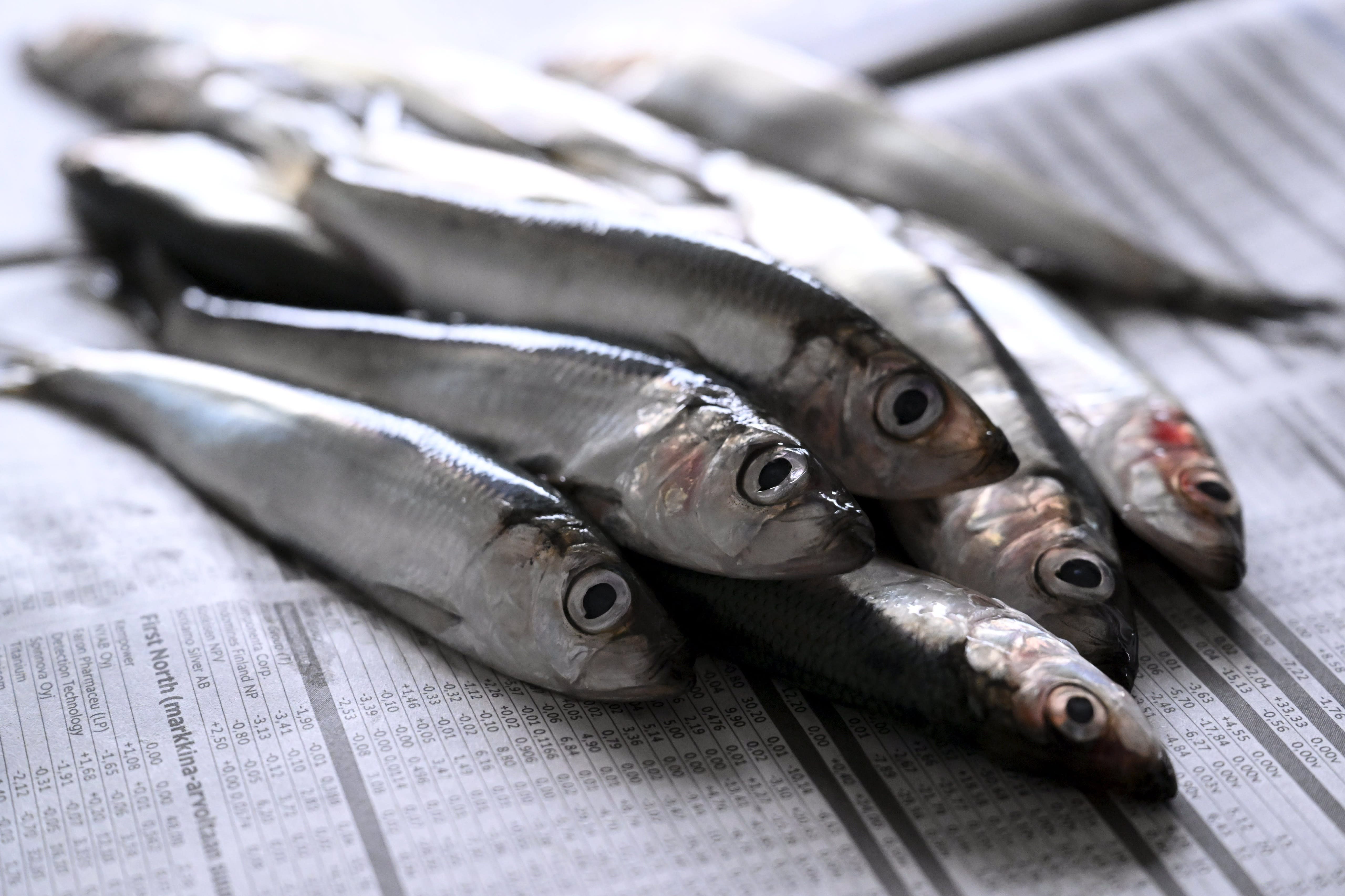 Finlandia acoge con satisfacción la decisión de la UE de seguir pescando arenque