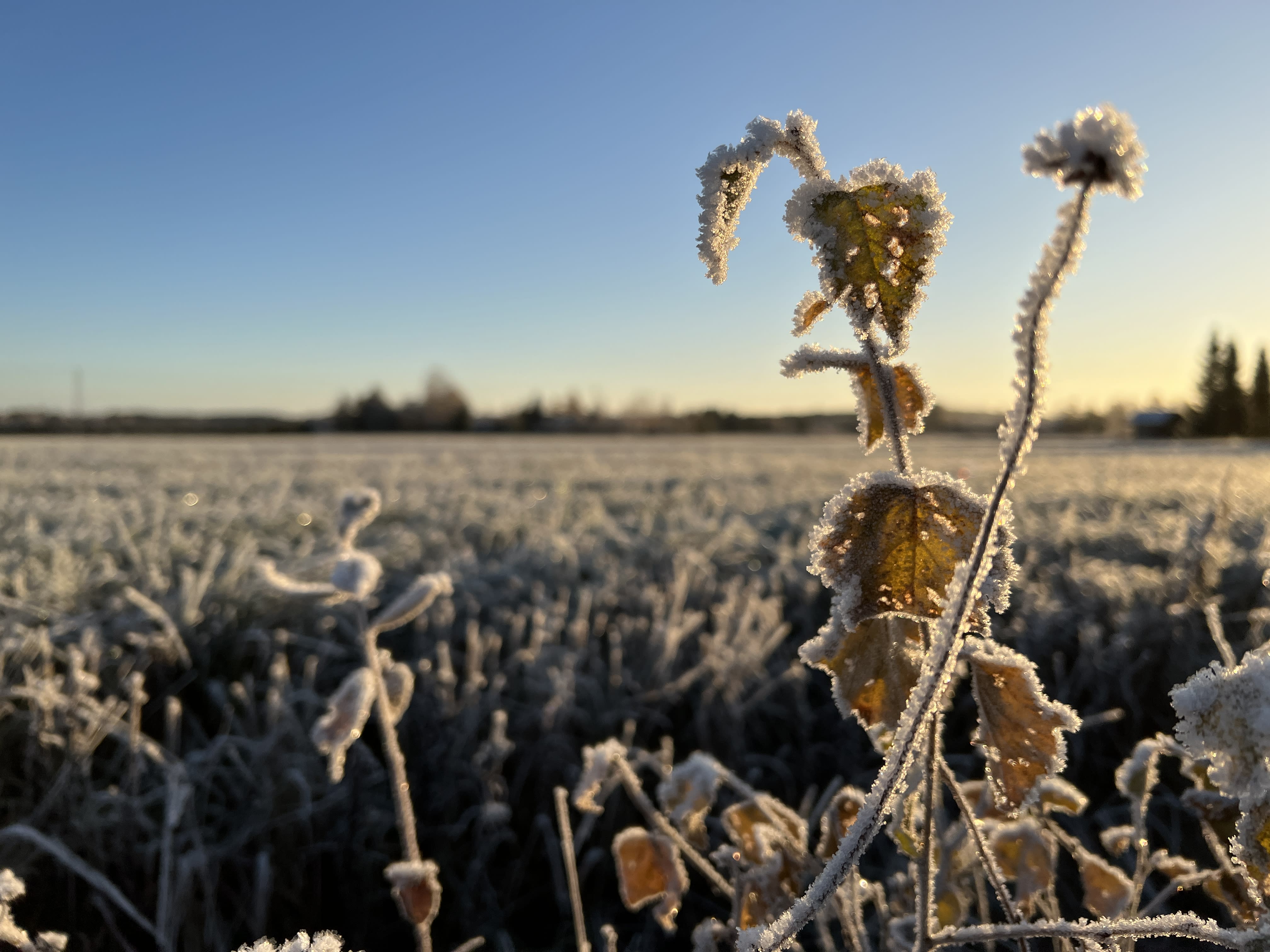 Es el día más frío de la temporada hasta el momento en la Laponia finlandesa
