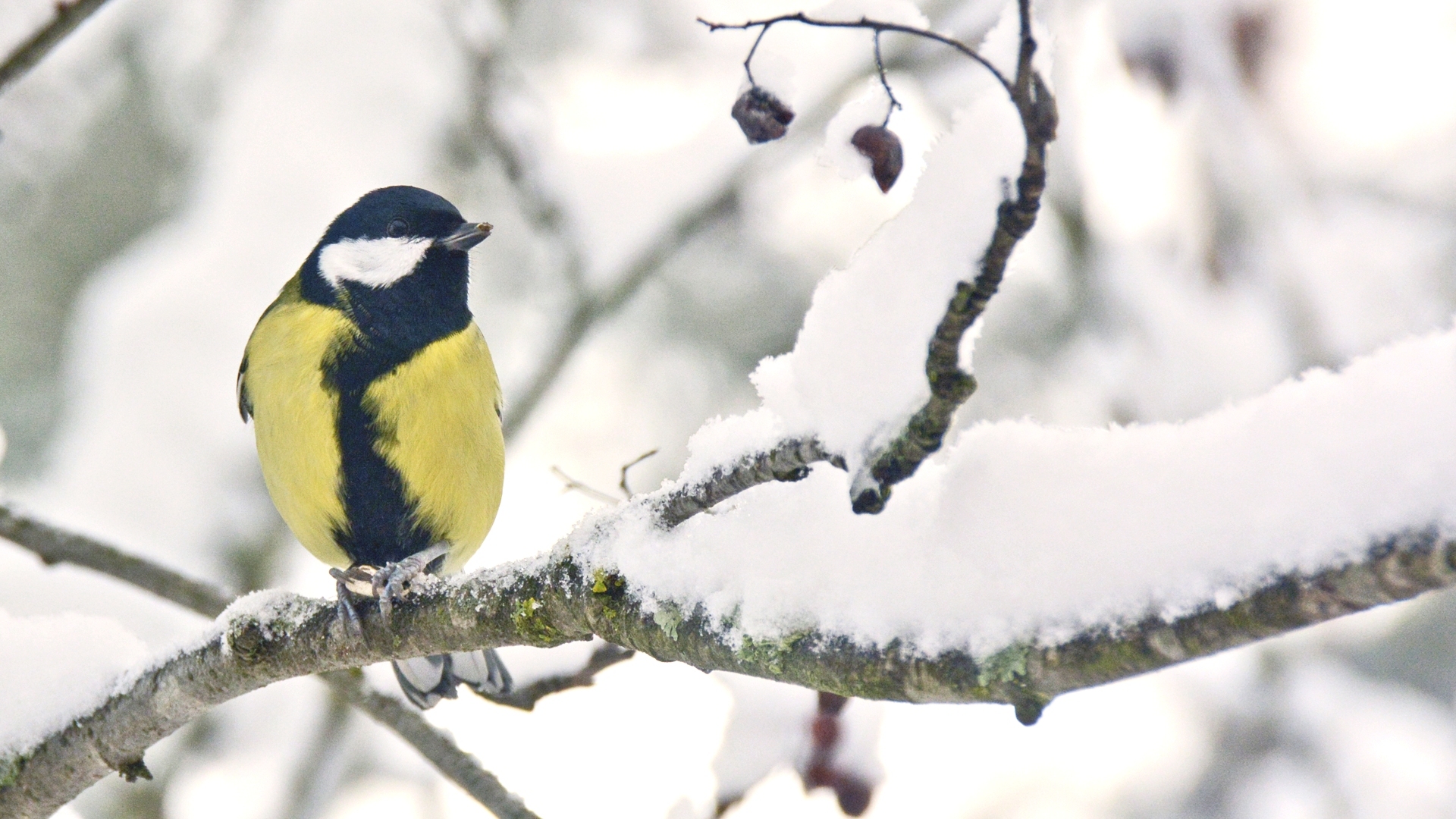 Bird watchers in effect this weekend "Finland’s most popular nature event"