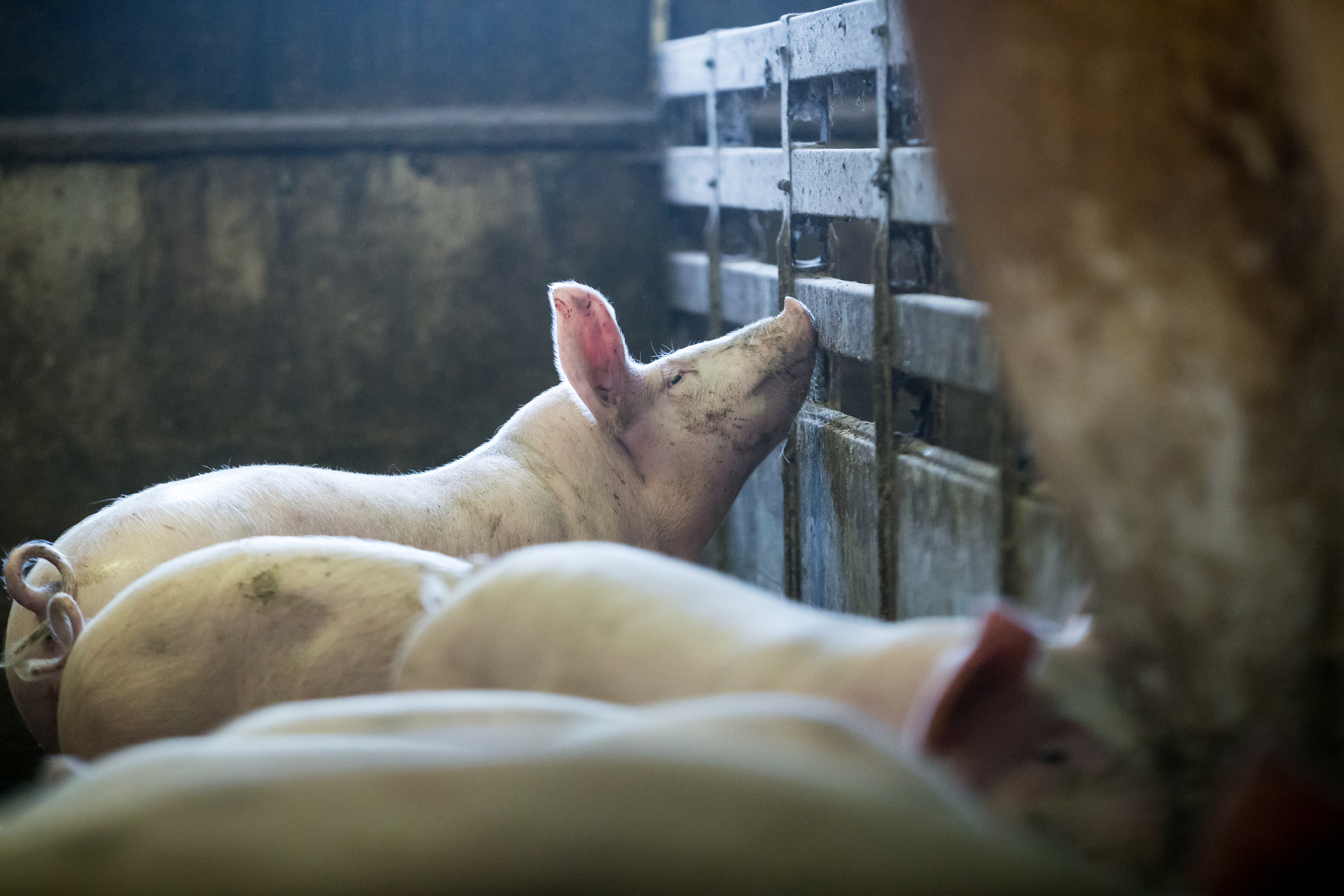 Der Schienentransport von finnischem Schweinefleisch wird China während des Testlaufs nicht erreichen