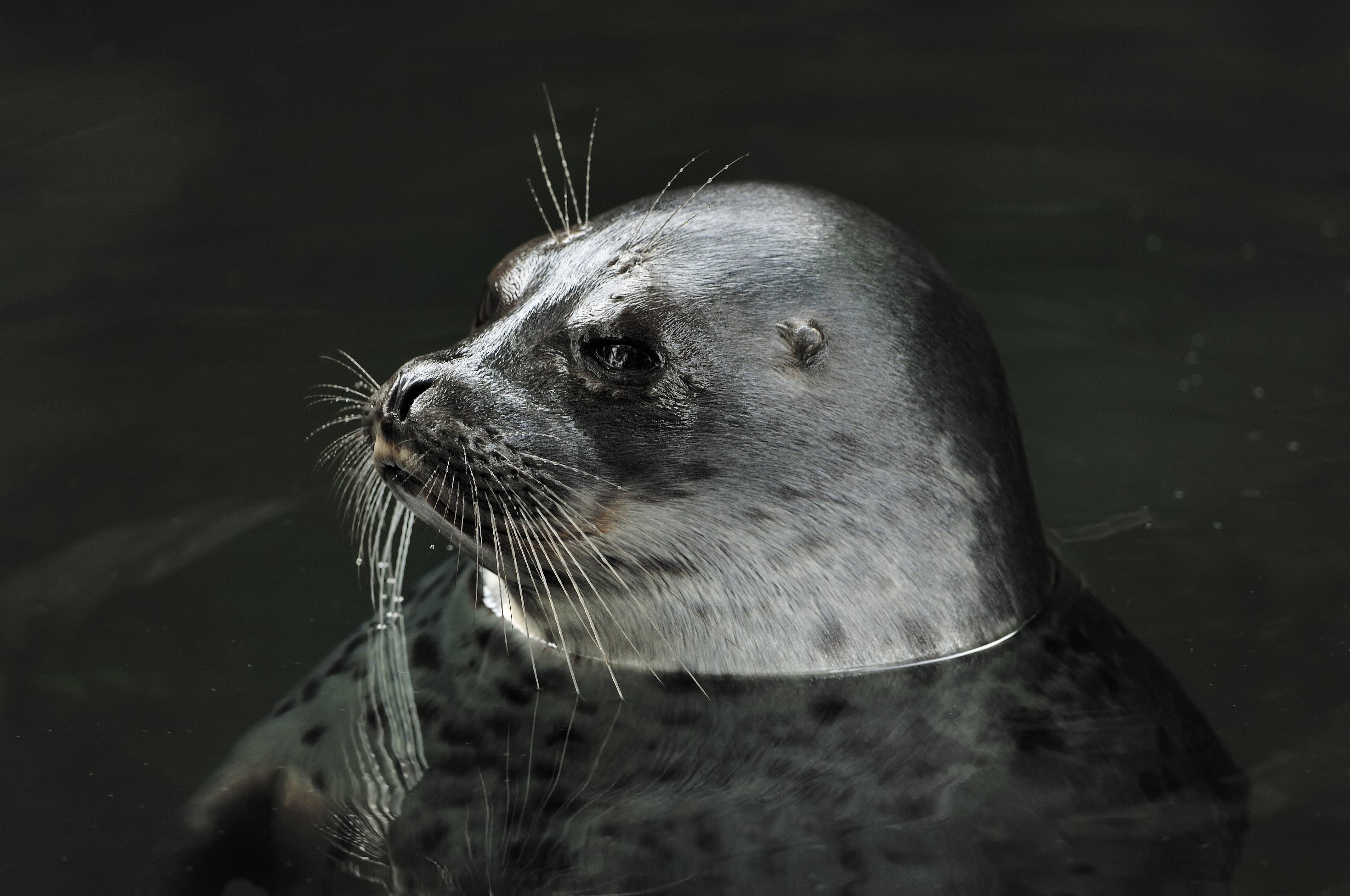 Endangered Baltic ringed seals are featured live on WWF