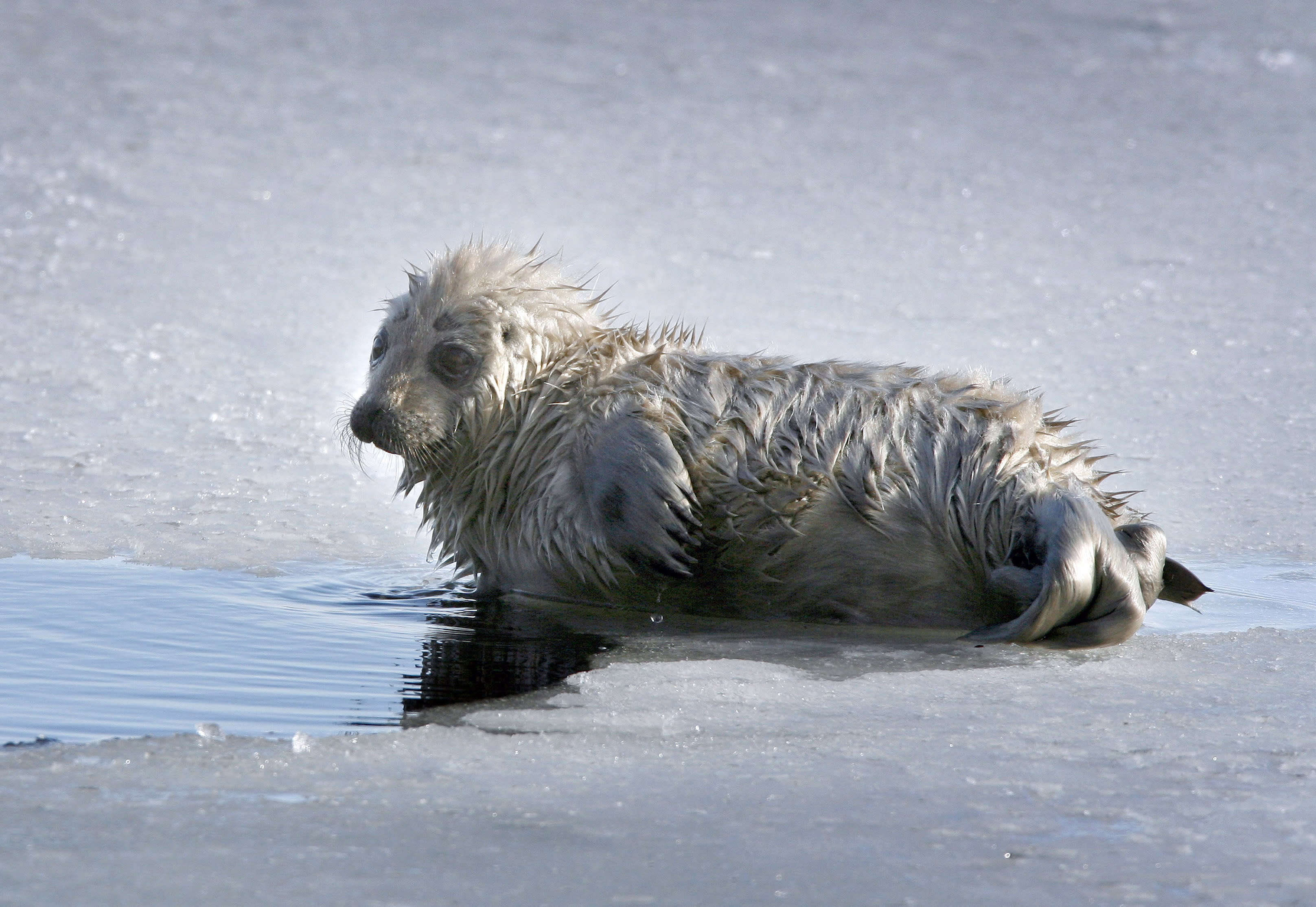 Verbot von Fischernetzen zum Schutz gefährdeter Robbenbabys im Gebiet des Finnischen Sees