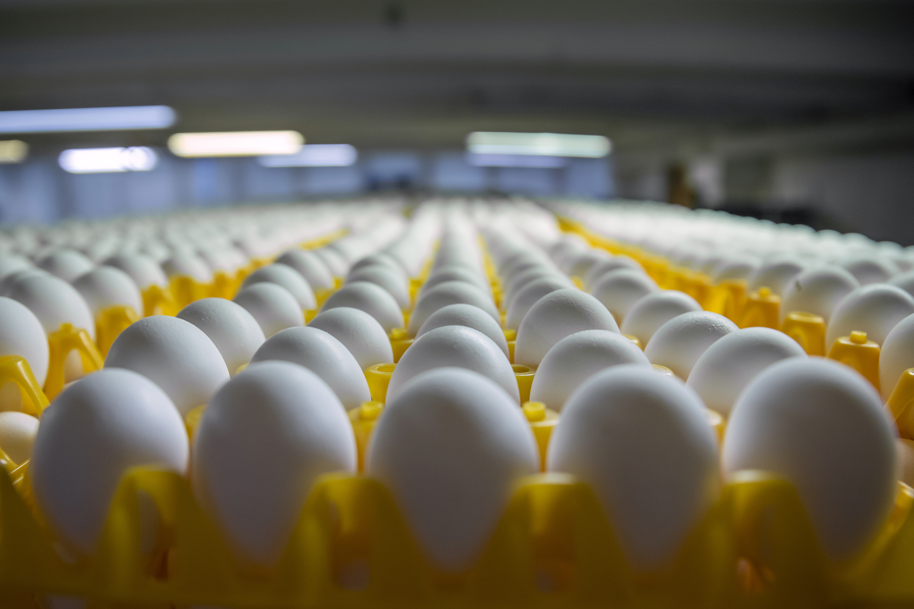 Three brands resemble eggs with a salmonella risk